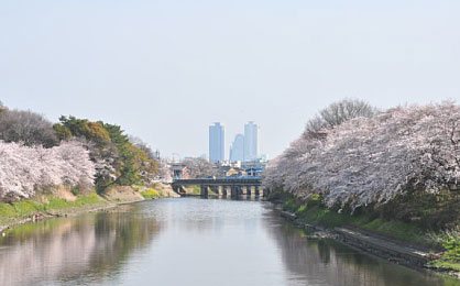春日五条川の桜並木