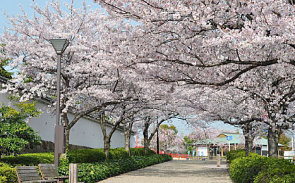 清洲城遊歩道の桜